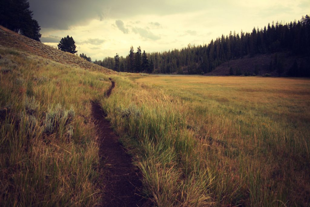 path in field of grass