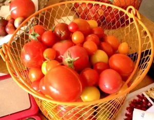 basket of tomatoes