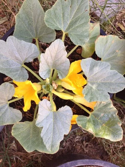 squash blossoms