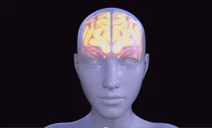 illustration of human brain shown through the skull