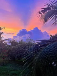 clouds through jungle canopy