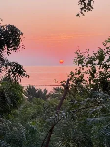 ocean sunset through jungle canopy